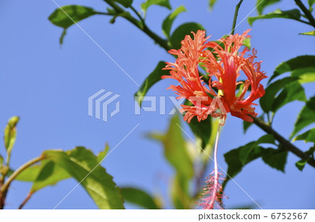 Beautiful flowers 6752567