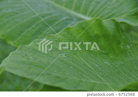 Shitoshito rain 6752568