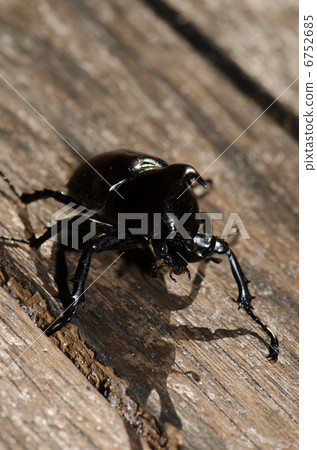 Australia's bastard 6752685