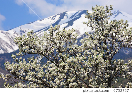 Norikura Heights · Flowers of the plum blossoming at Ichinose garden and Norikura-dake Norikura Heights · Flowers of the plum blossoming at Ichinose garden and Norikura-dake 6752737
