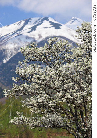 Norikura Heights · Flowers of the plum blossoming at Ichinose garden and Norikura-dake 6752738