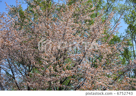 Yamazakura blooming at Norikura Heights · Ichinose gardens and Shirakaba of fresh green Yamazakura blooming at Norikura Heights · Ichinose gardens and Shirakaba of fresh green 6752743