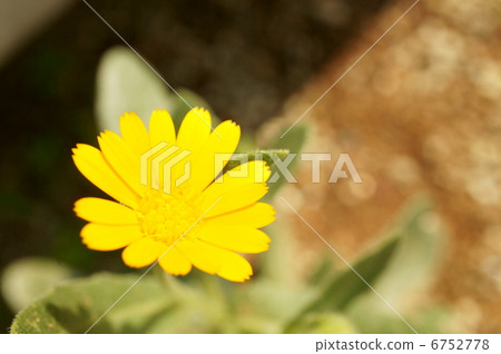 Fuyushirazu花 6752778