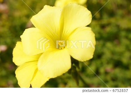 Oxalis flower Oxalis flower 6752837