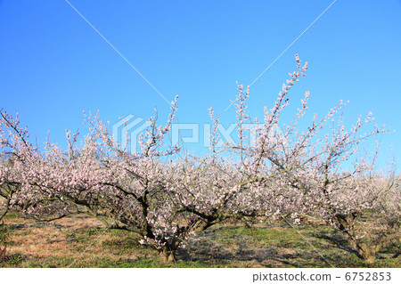 Plum forest Plum forest 6752853