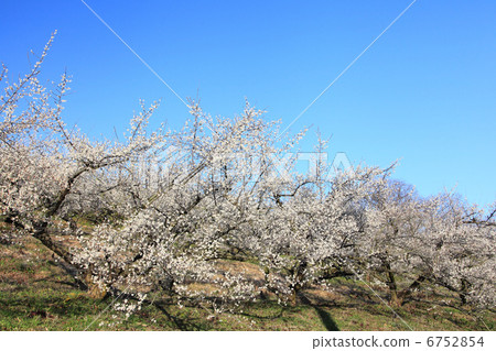 Plum forest Plum forest 6752854