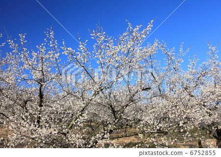 Plum forest Plum forest 6752855