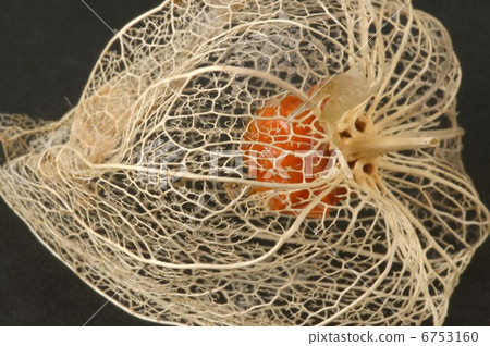 地面櫻桃 6753160