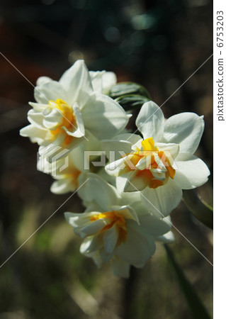 水仙 水仙 6753203