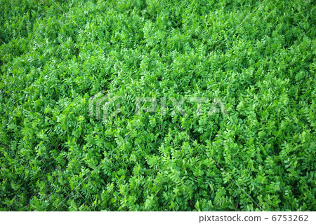 Leaves of green single color crowned with peas 6753262