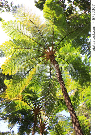 Hekagehego（陰影，汁液，Cyathea lepifera） 6753307