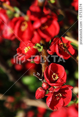 Cold Mei Mei plum flower Flowering flowering season 6753374