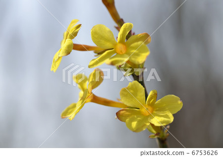 Yellow plum 6753626