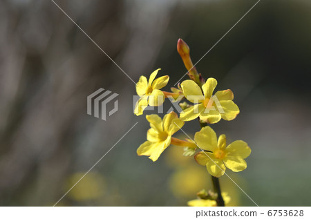 歐白（黃梅） 6753628