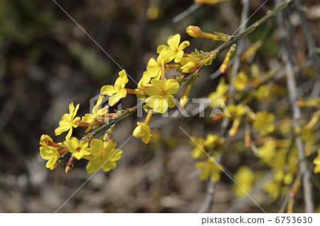 歐白（黃梅） 6753630