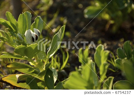 Broad bean flower 6754237