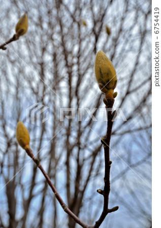 Tree · Kobushi Magnolia family budding Tree · Kobushi Magnolia family budding 6754419