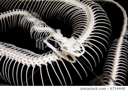Skeletal specimen of Python snake 6754448
