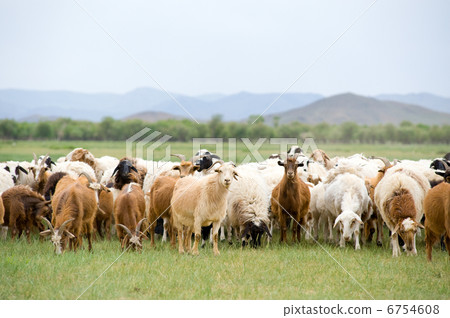 grazing flock of goats and sheep grazing flock of goats and sheep 6754608