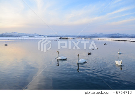 Chokai和Swan 1 6754713