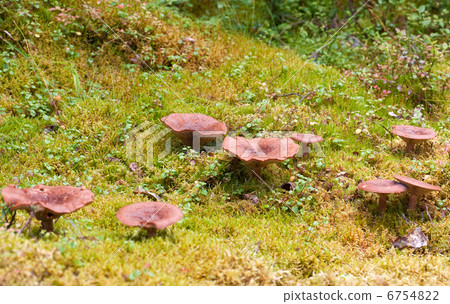 group of magic mushrooms on moss in scenic forest background group of magic mushrooms on moss in scenic forest background 6754822