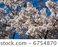 Cherry Blossoms	 6754870