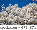 Cherry Blossoms	 6754871