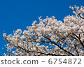 Cherry Blossoms	 6754872