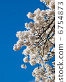 Cherry Blossoms	 6754873