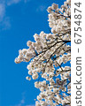 Cherry Blossoms	 6754874