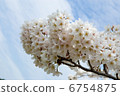 Cherry Blossoms	 6754875