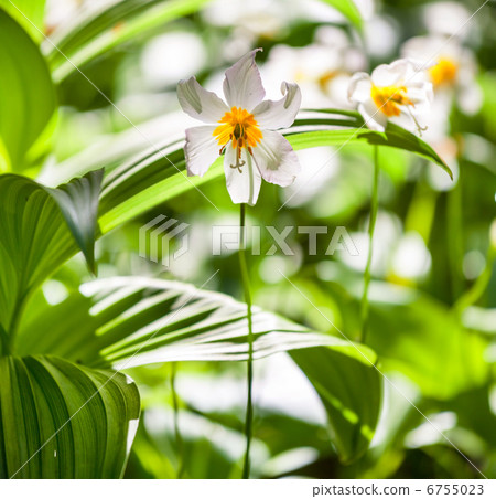 Spring flowers Spring flowers 6755023