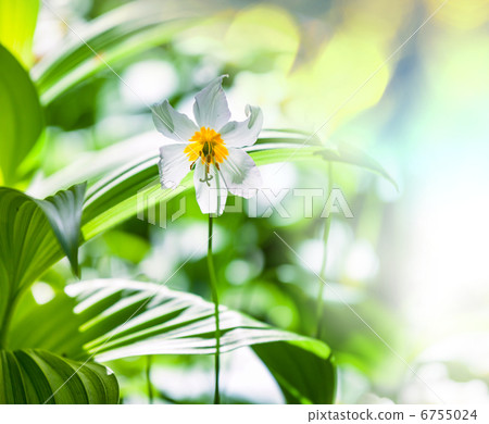Spring flowers Spring flowers 6755024