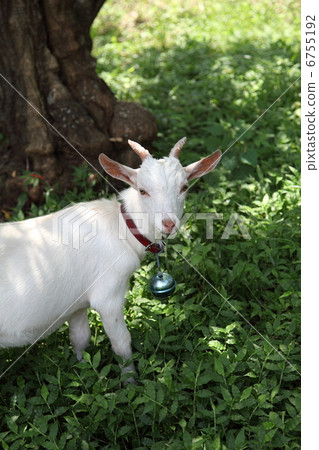 White goat White goat 6755192