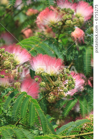 Nemnoki flower 6755275