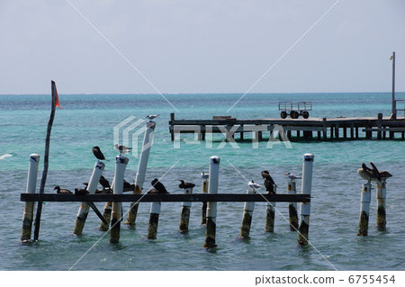 大海和祖母綠的鳥類 6755454