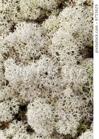 Reindeer moss close up 6755629