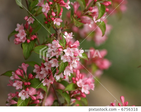 Weigela 6756318
