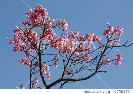 Flowers 6756573