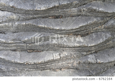 Canary palm Phoenix bark Canary palm Phoenix bark 6762164