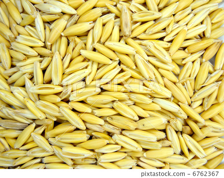 Cat grass seed (oat) Cat grass seed (oat) 6762367