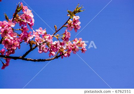 櫻花盛開 6762551