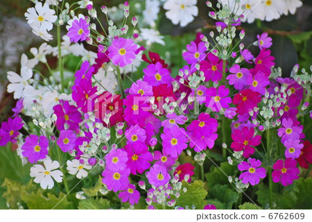 Red purple and white cherry tree 6762609