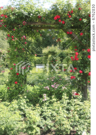Roses arch 6762830