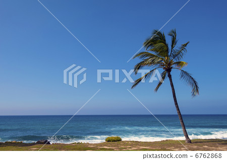 棕櫚樹和無人海岸線-3 棕櫚樹和無人海岸線-3 6762868