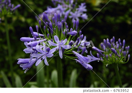 Agapanthus 02 6763952