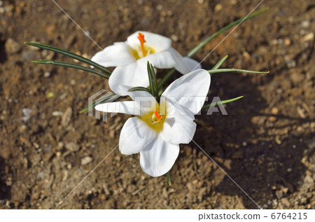 Crocus (flower saffron) 6764215