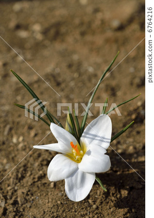 Crocus (flower saffron) 6764216