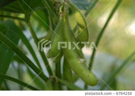毛豆 毛豆 6764288