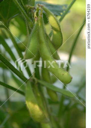 Edamame Edamame 6764289